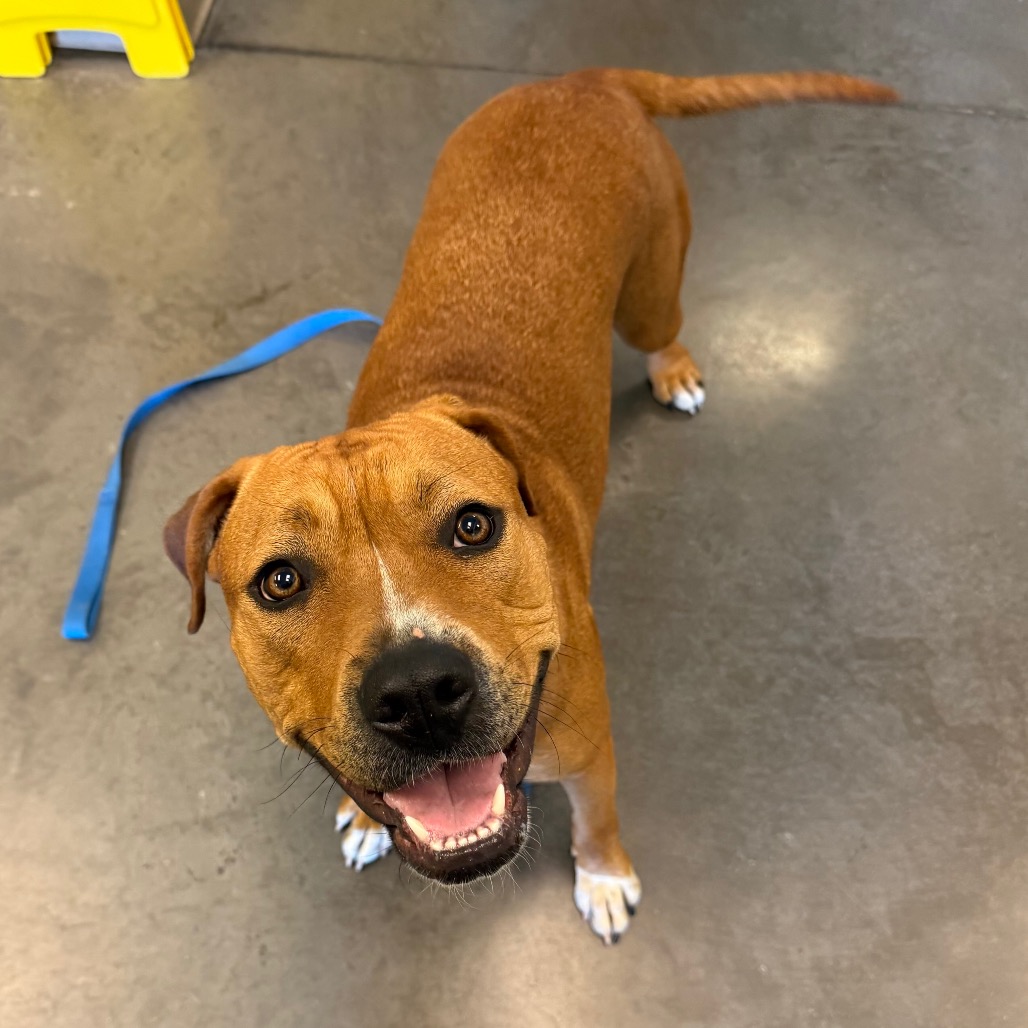 Photo of PGH-Stray-119995_2 6