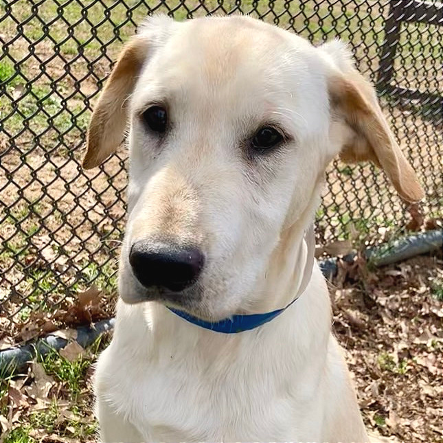 Waffles — thumbnail 7