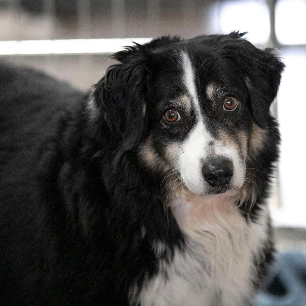Zoey (MR26-337), photo 3