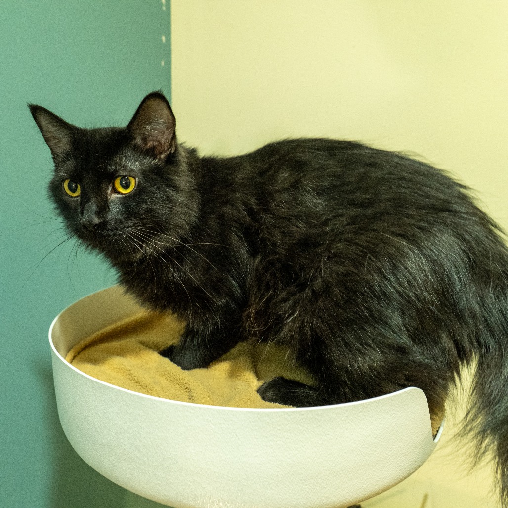 AURELIA - Domestic Longhair available for adoption