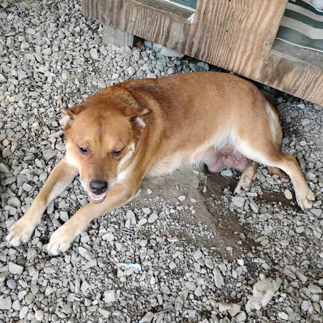 DeeDee, photo 2