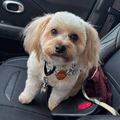Animal named Cosmo
