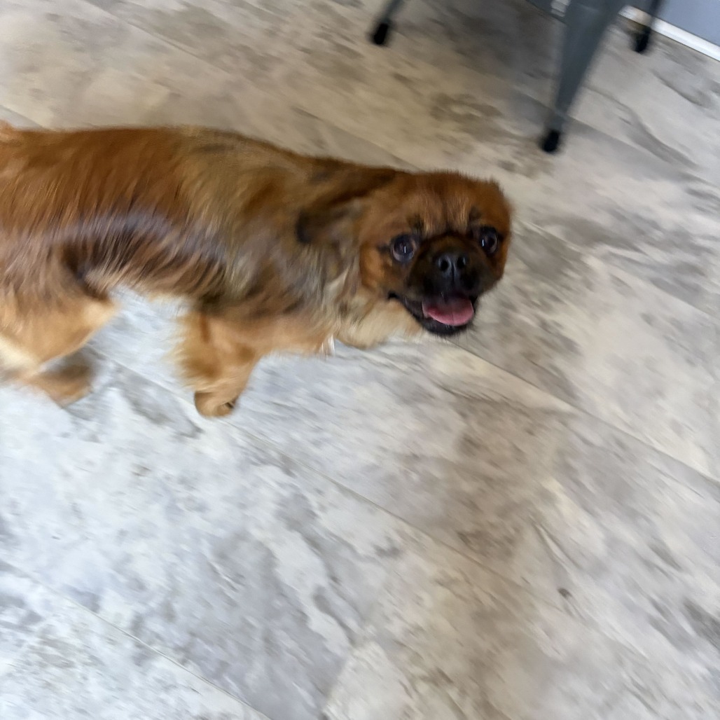 Rusty, photo 2