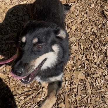 Mixed Breed