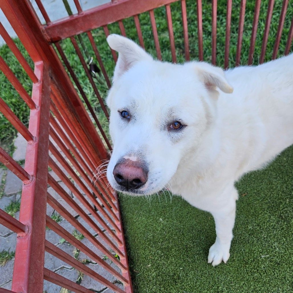NANOOK, photo 8