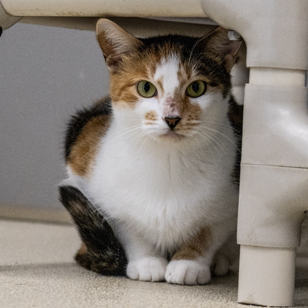 JOANNE - Domestic Shorthair available for adoption