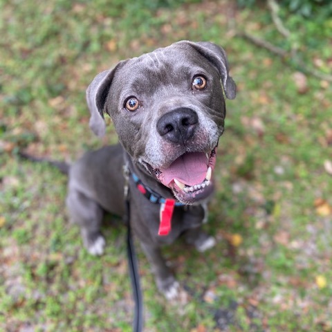 ROBERT - Mixed Breed (Large) available for adoption