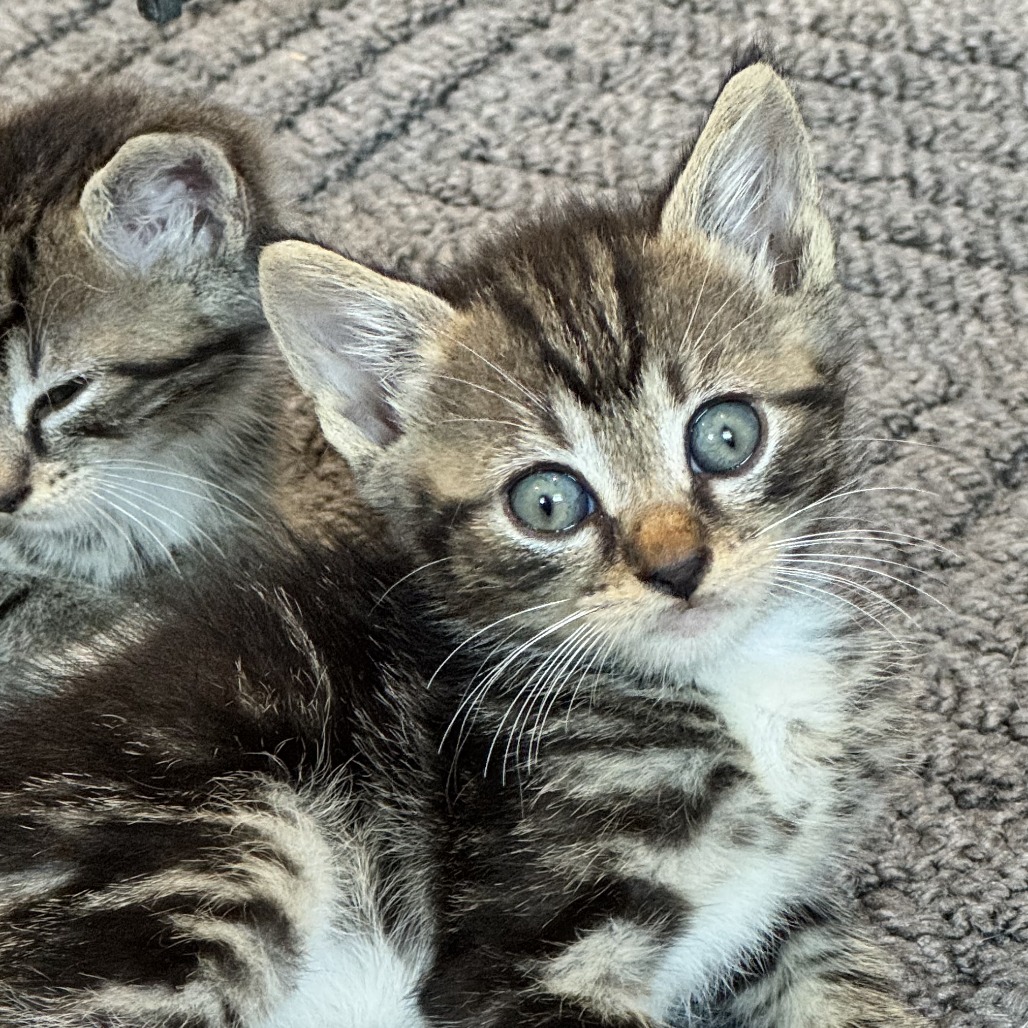 CLAY [BLUE] - Domestic Shorthair available for adoption