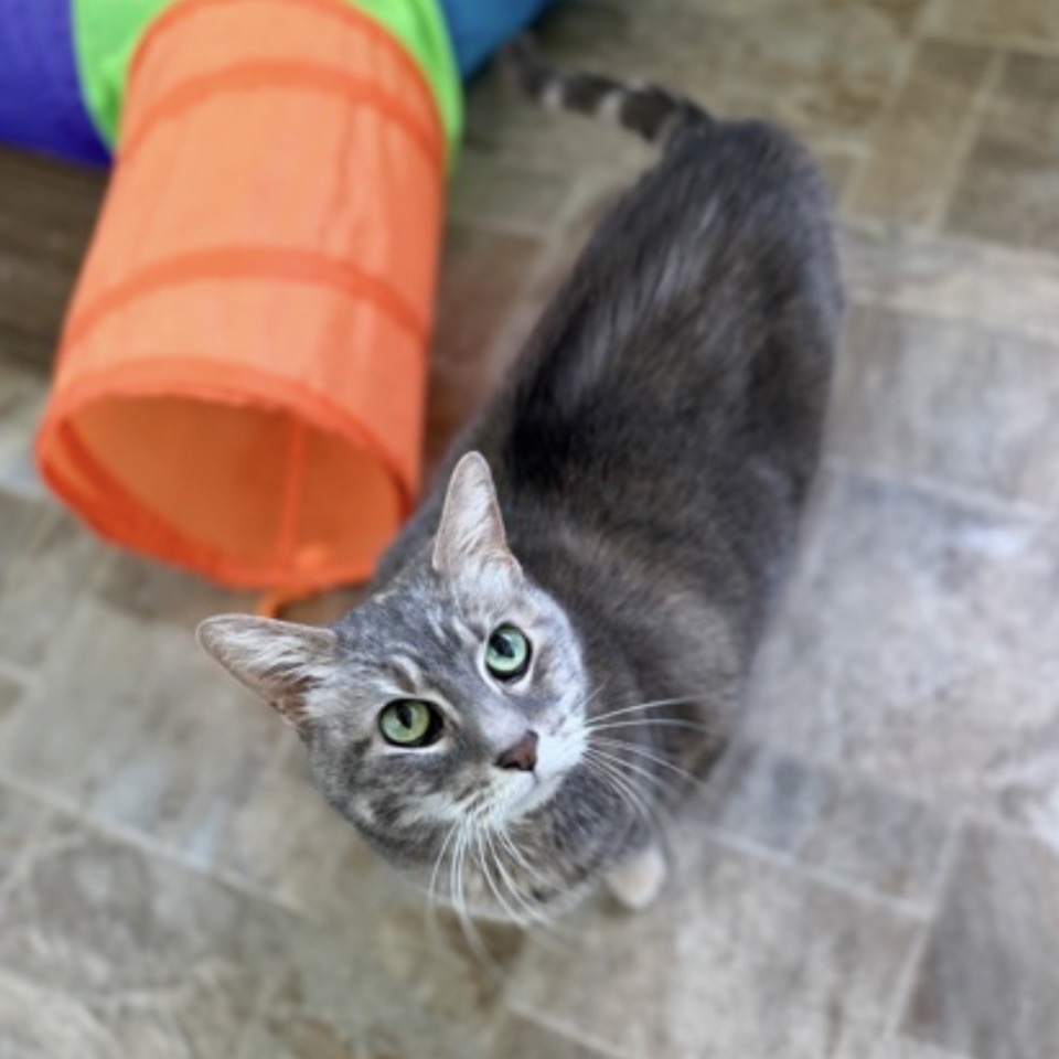 CANDY - Domestic Shorthair available for adoption