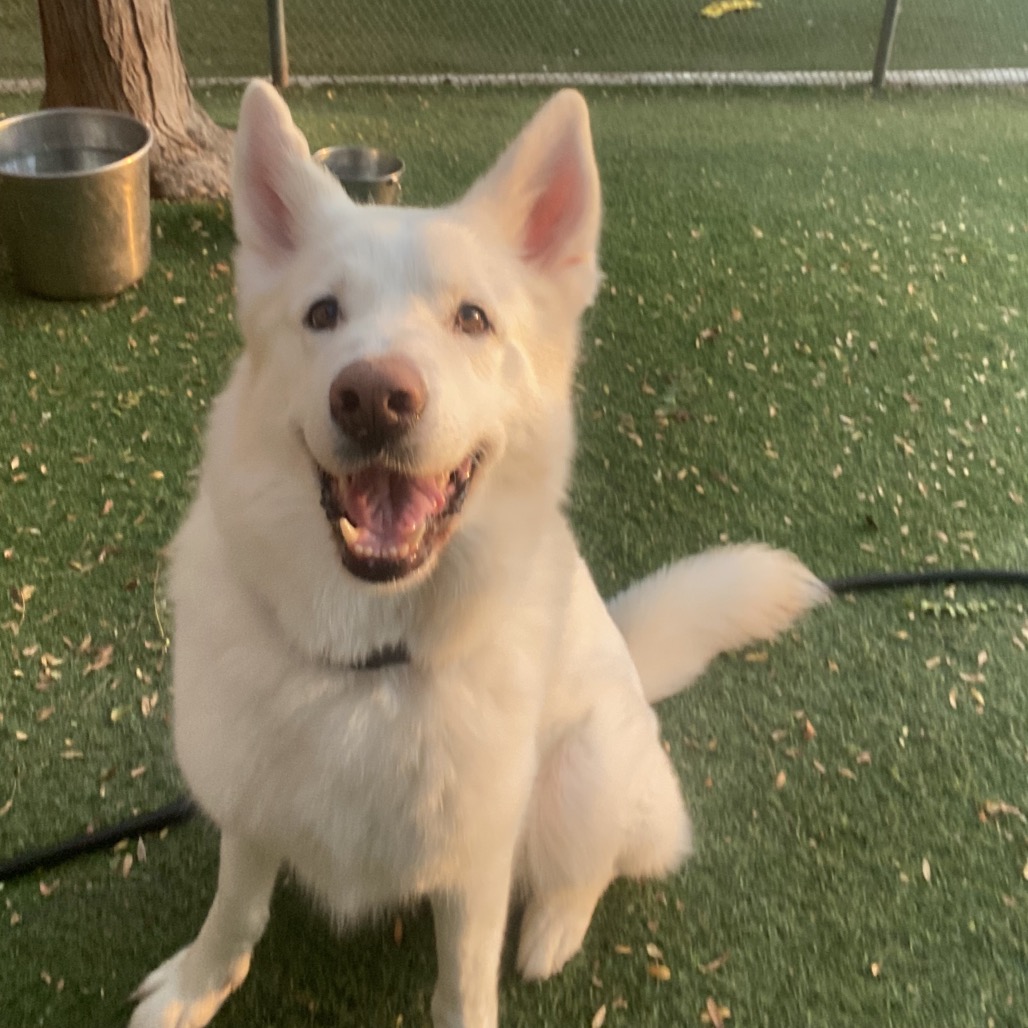 LEO - Husky / Shepherd available for adoption