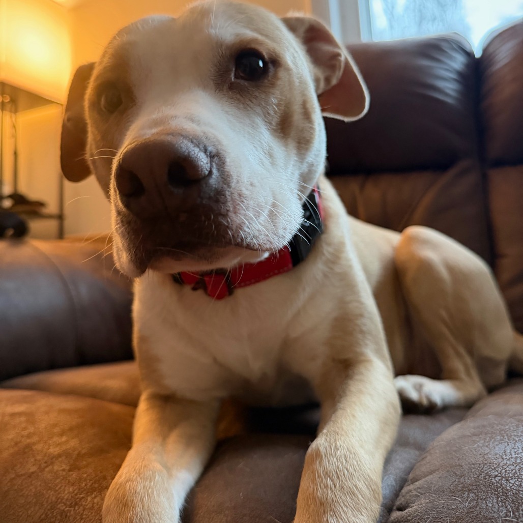 Henrietta — thumbnail 4