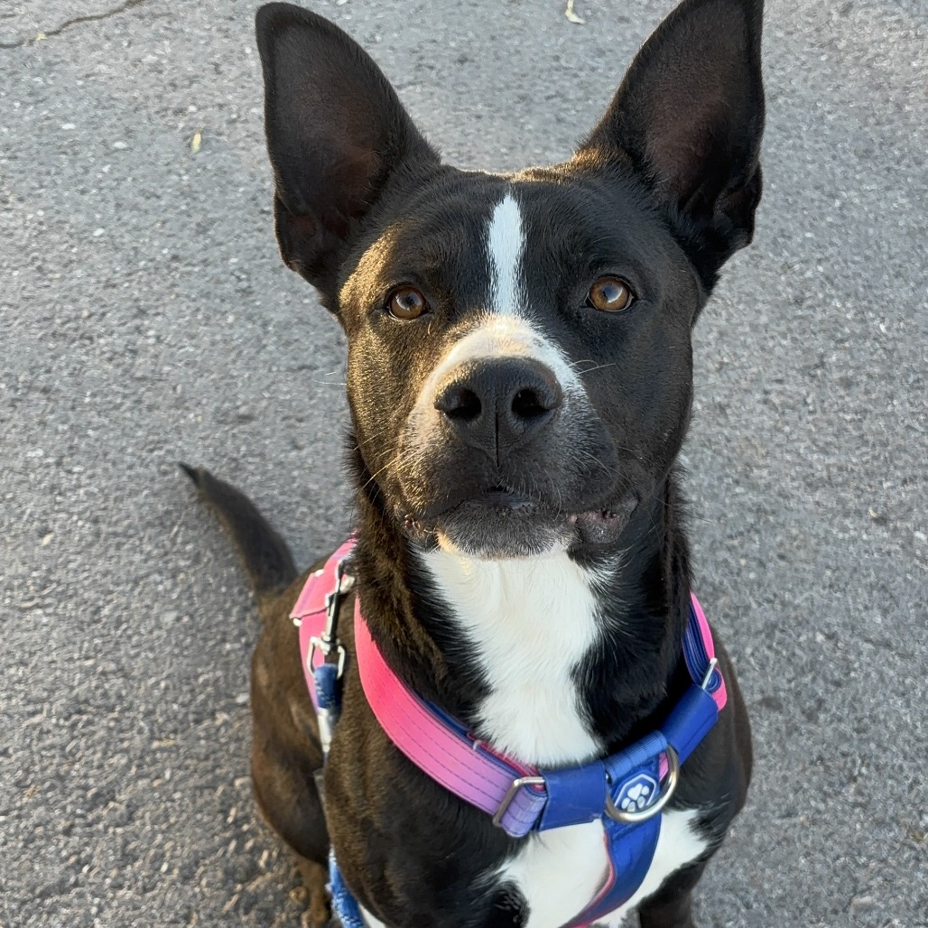 Assistant Director Kahuku — thumbnail 4