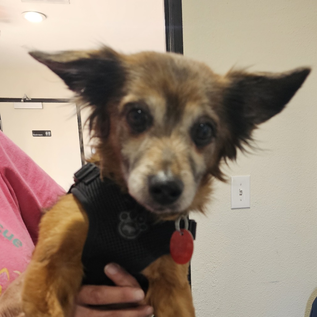 Darwin **STRAY HOLD - NOT AVAILABLE**