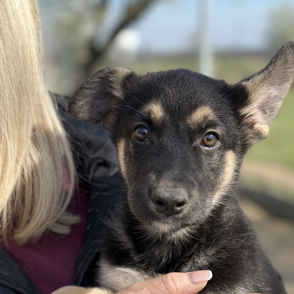 Topaz — thumbnail 5