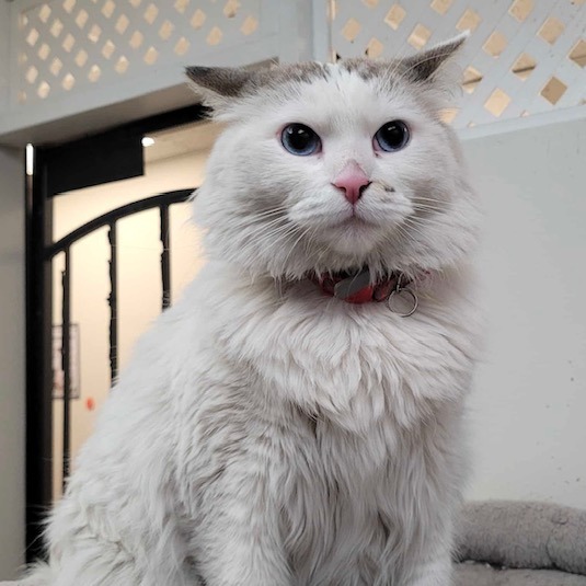 SNOW - Domestic Medium Hair available for adoption