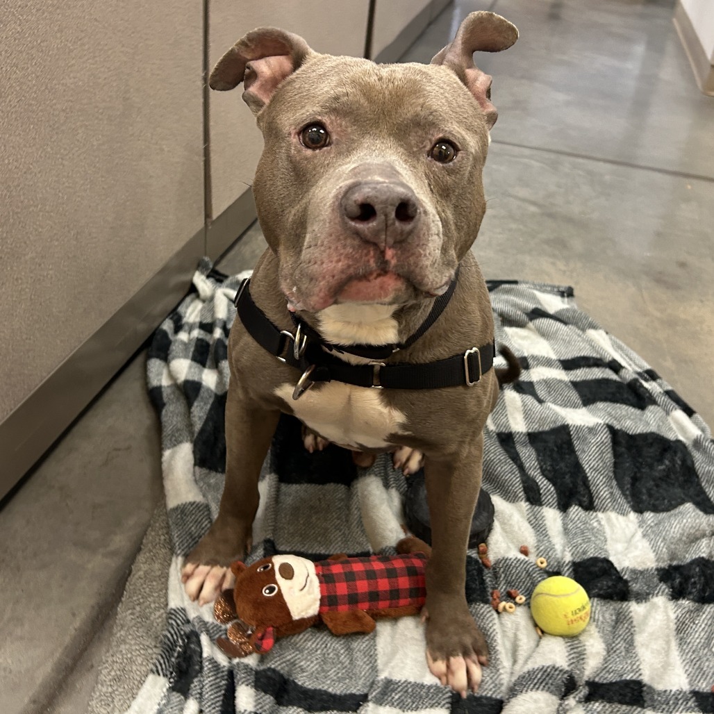 Photo of Blueberry Jam 10