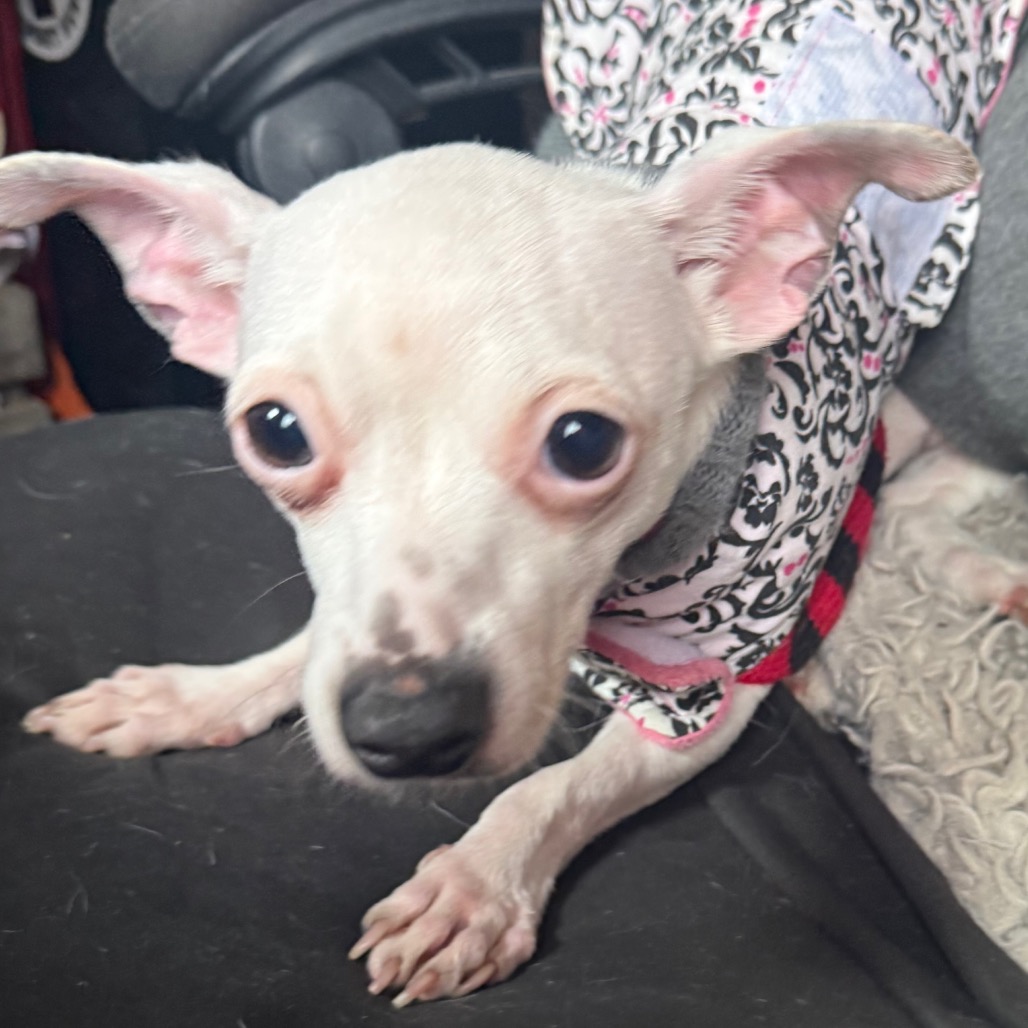 MINNIE, photo 5