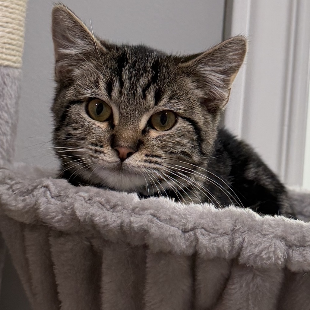 COWBOY - Domestic Shorthair available for adoption