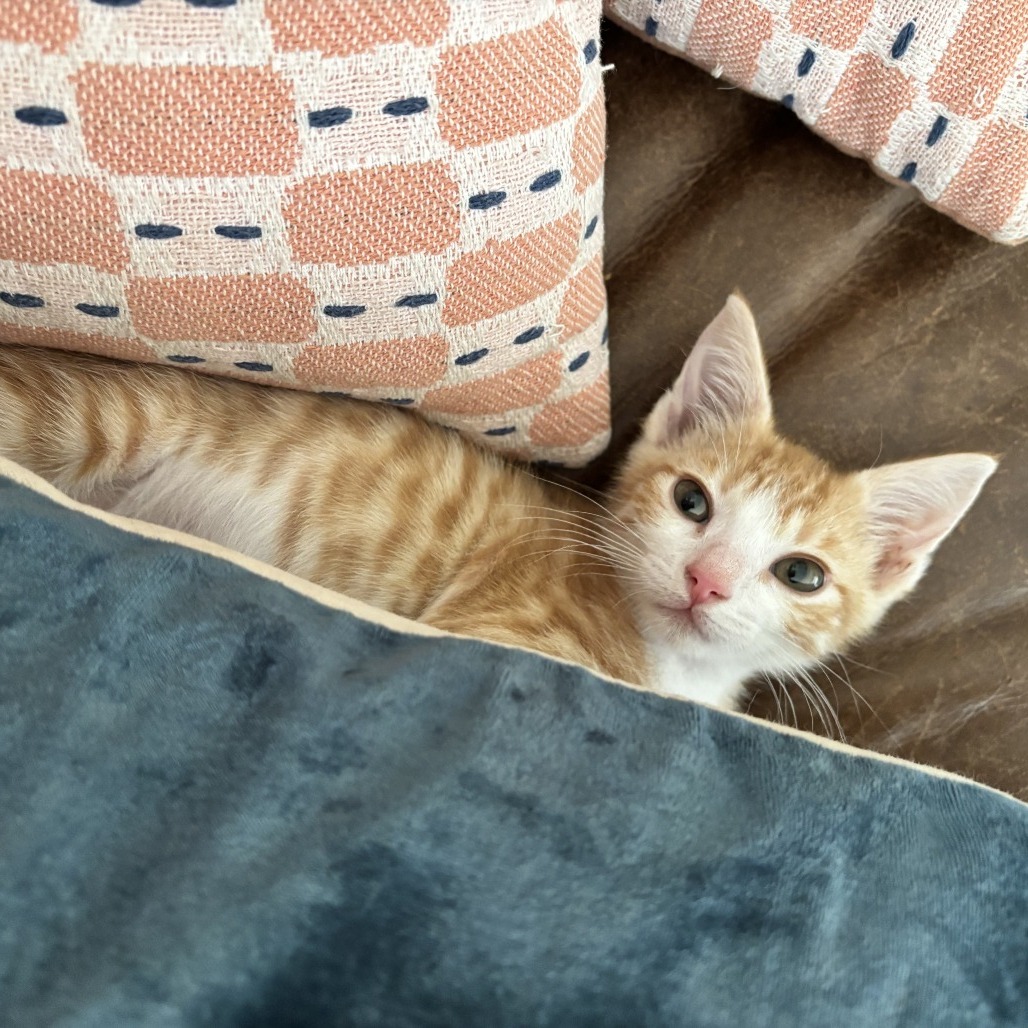 FLYGUY - Domestic Shorthair available for adoption
