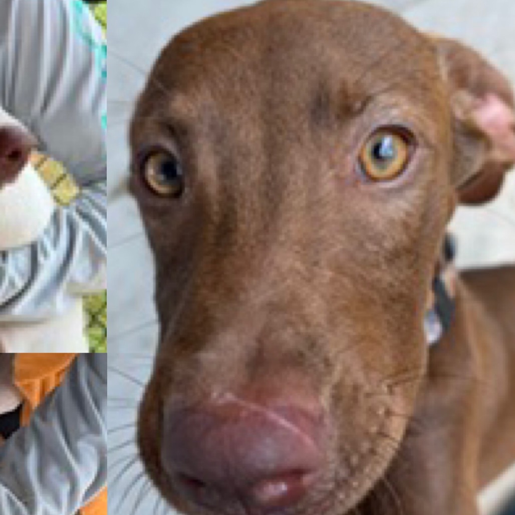 MABLE - Hound / Retriever, Labrador available for adoption