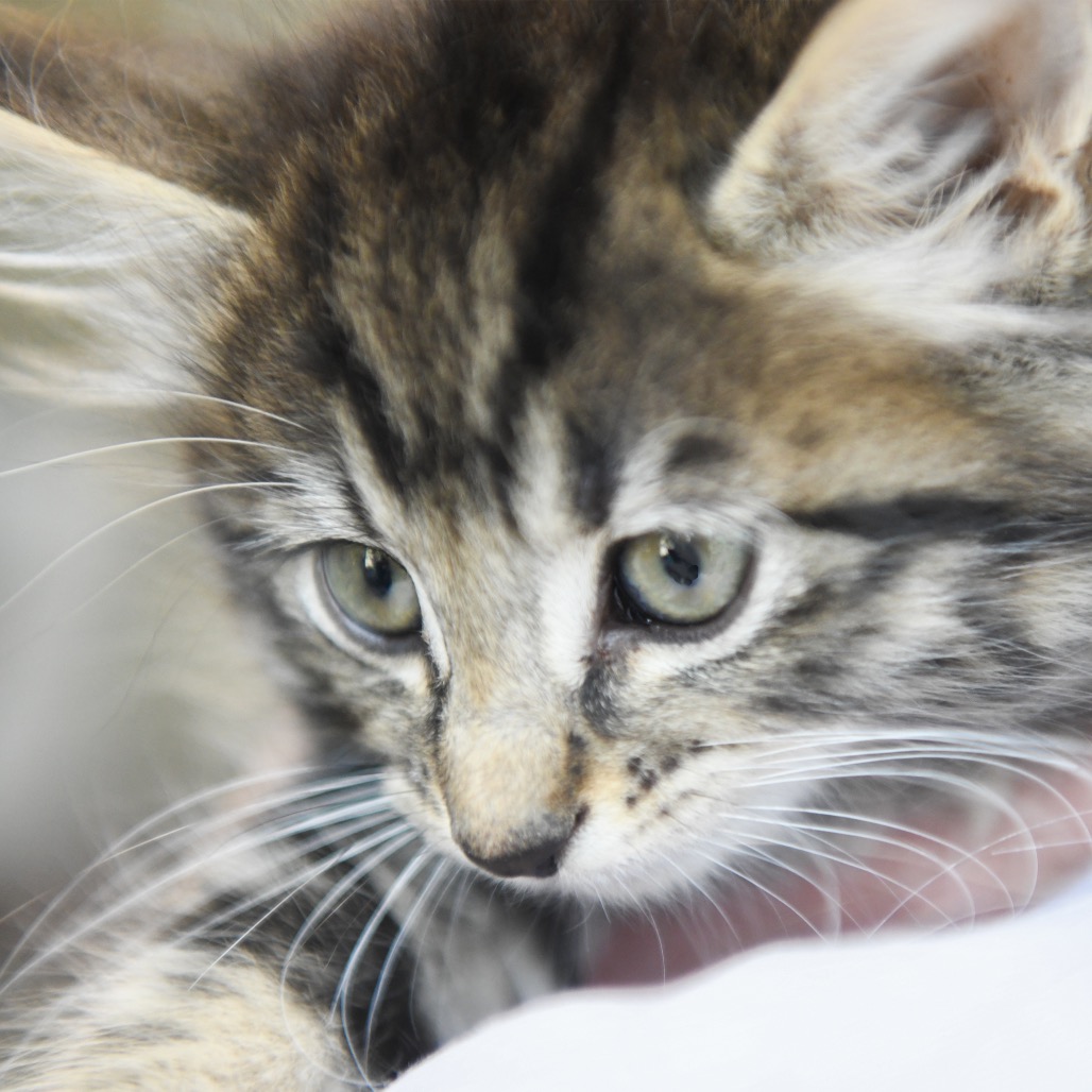 Neo - Domestic Longhair