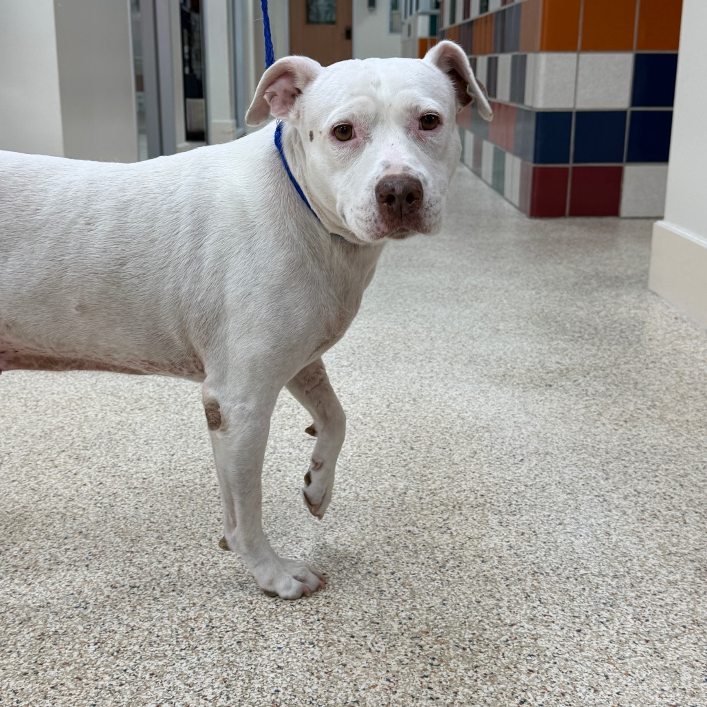 SUGAR - Terrier, American Pit Bull / Mix available for adoption