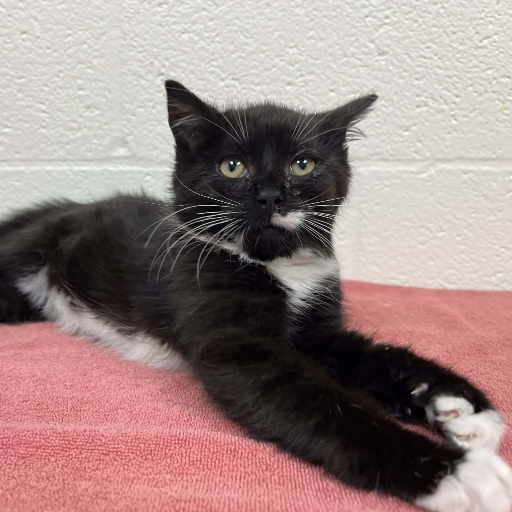 SVAS-Stray-38255 — thumbnail 2