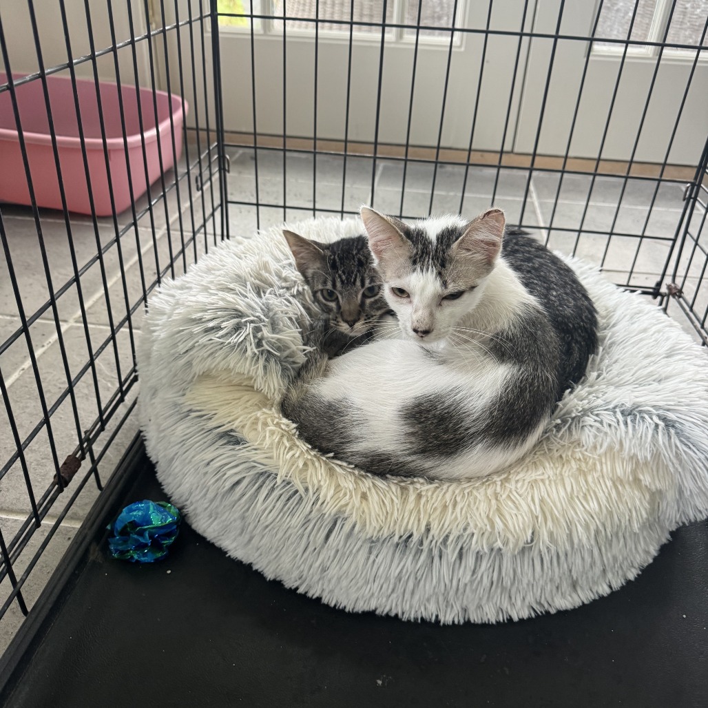 GASTON - Domestic Shorthair available for adoption