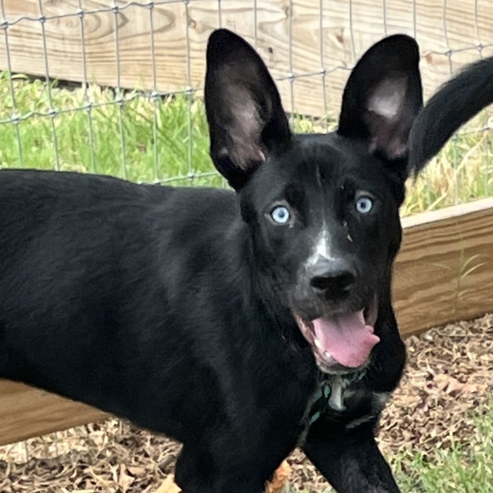 JUICY FRUIT - Mixed Breed (Medium) available for adoption