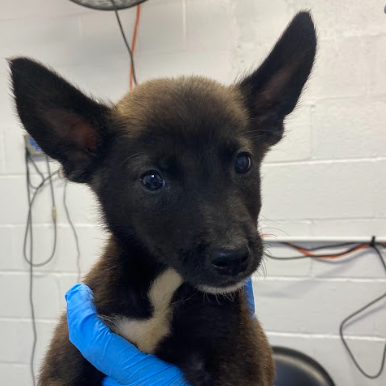 MADARA - Terrier / Shepherd available for adoption