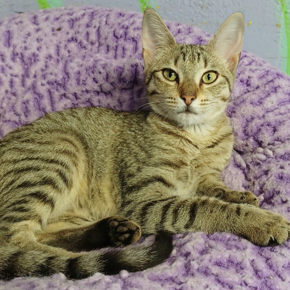 Another portrait of Drumstick