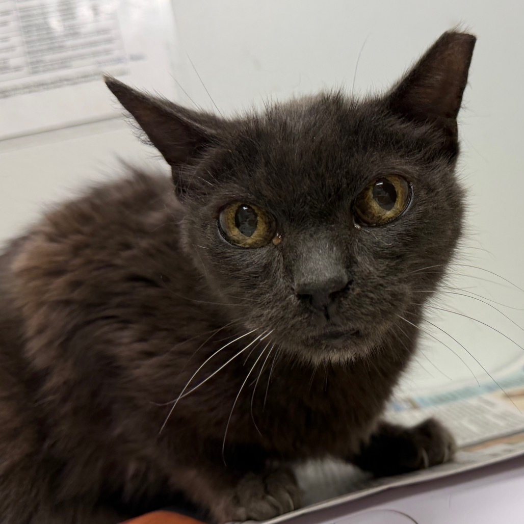 SARAH - Domestic Shorthair available for adoption