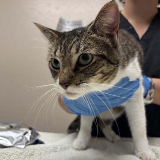CHIARA - Domestic Shorthair available for adoption