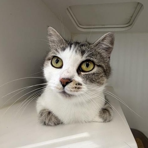 Kayla the Cat