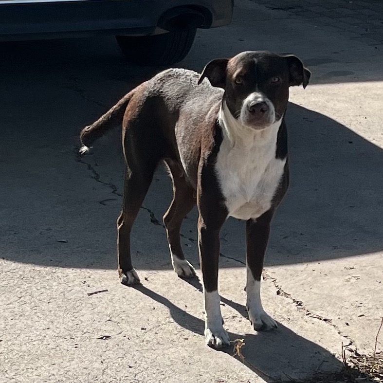 DELILAH - Terrier, American Staffordshire / Mixed Breed (Medium) available for adoption