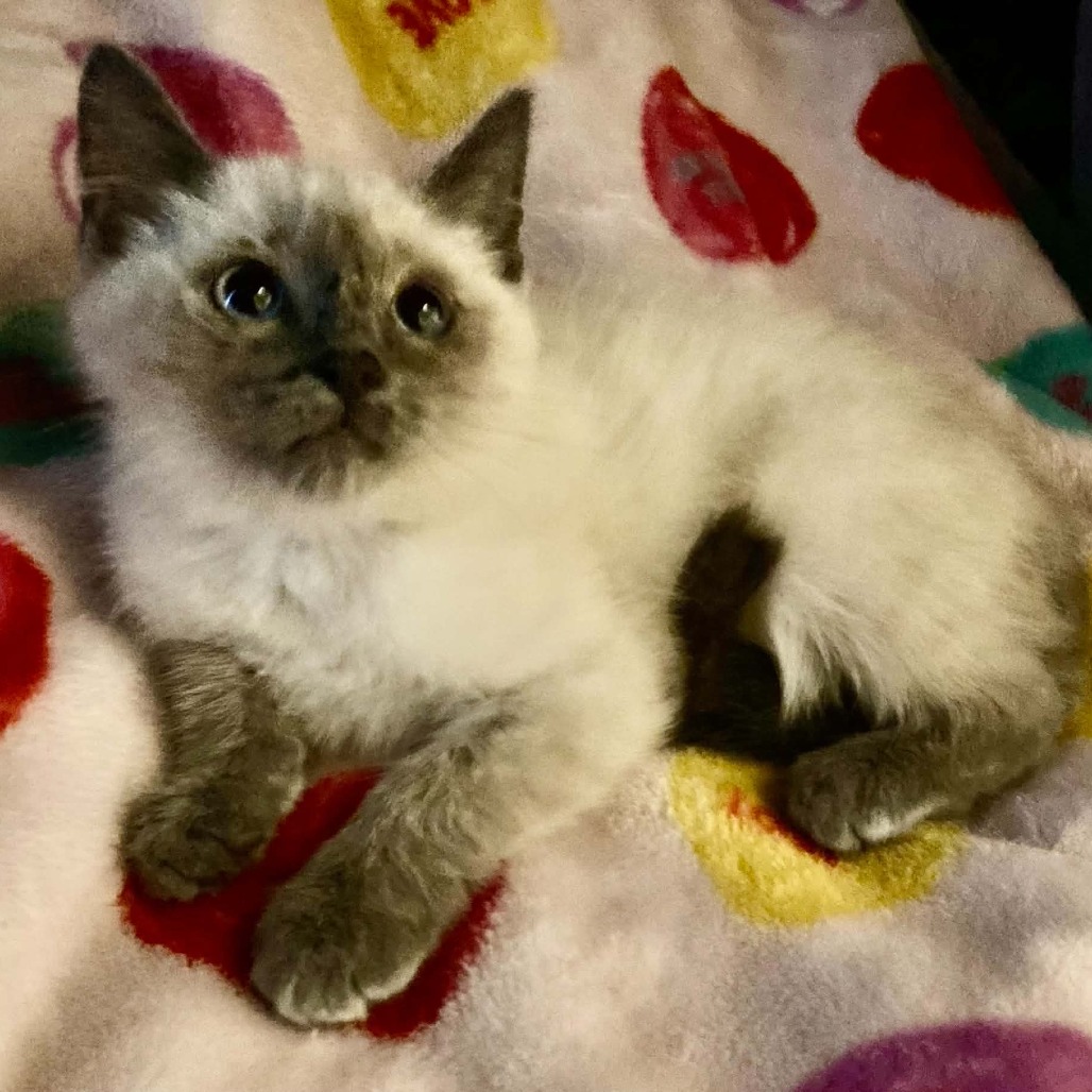 CHARLIE - Domestic Medium Hair / Siamese available for adoption