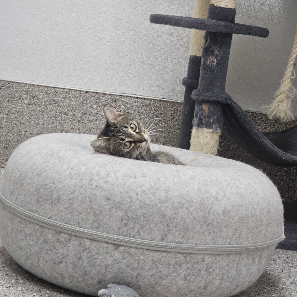 Breeze — thumbnail 3