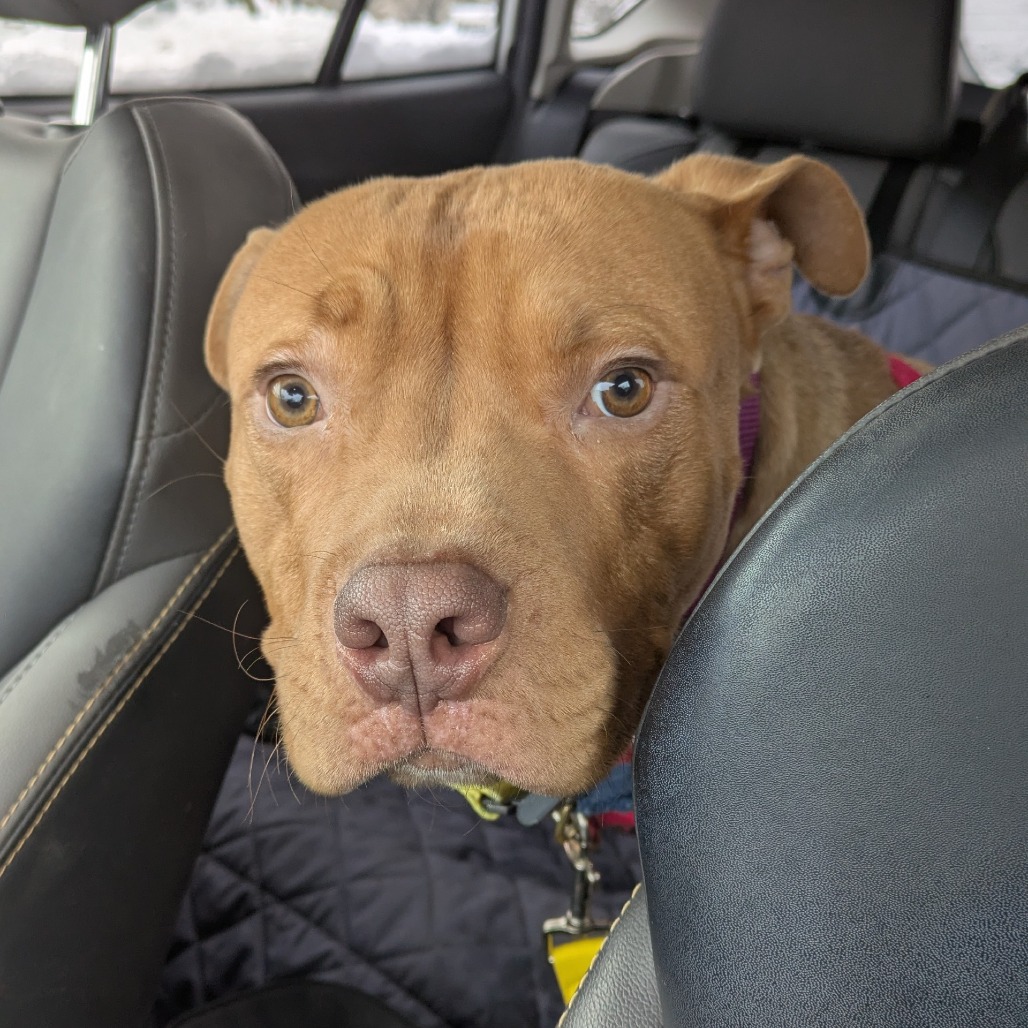 Photo of Minestrone 10