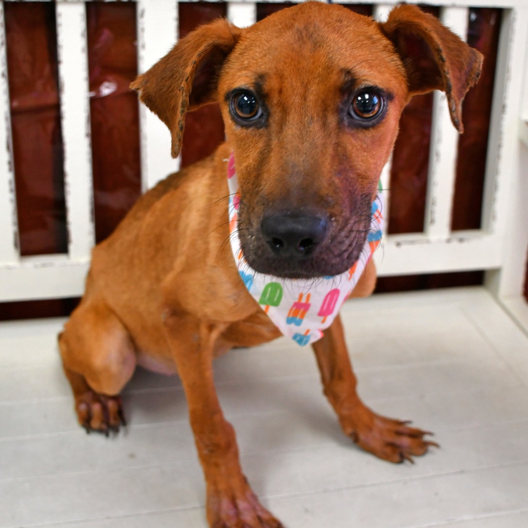 FAITH - Black Mouth Cur for adoption in Beaumont
