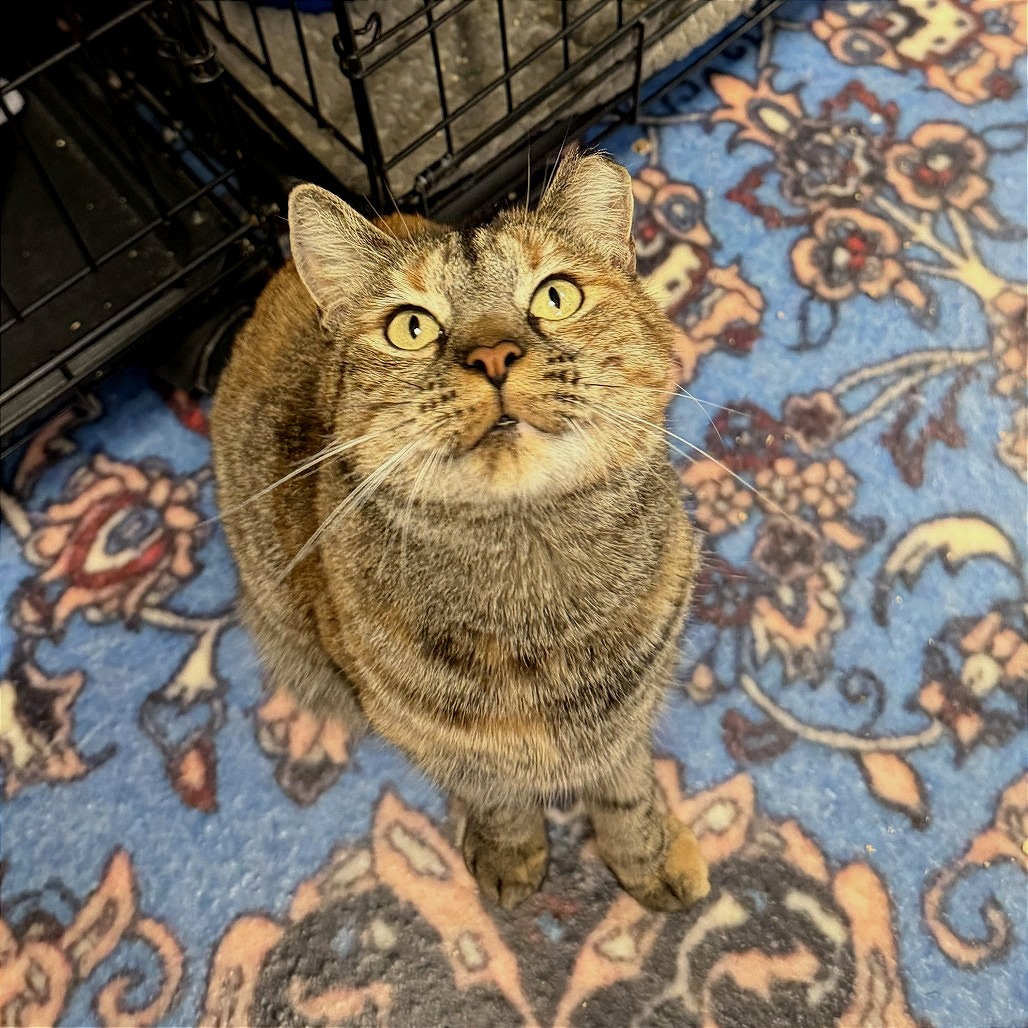 BINDI - Domestic Shorthair for adoption in Mesa