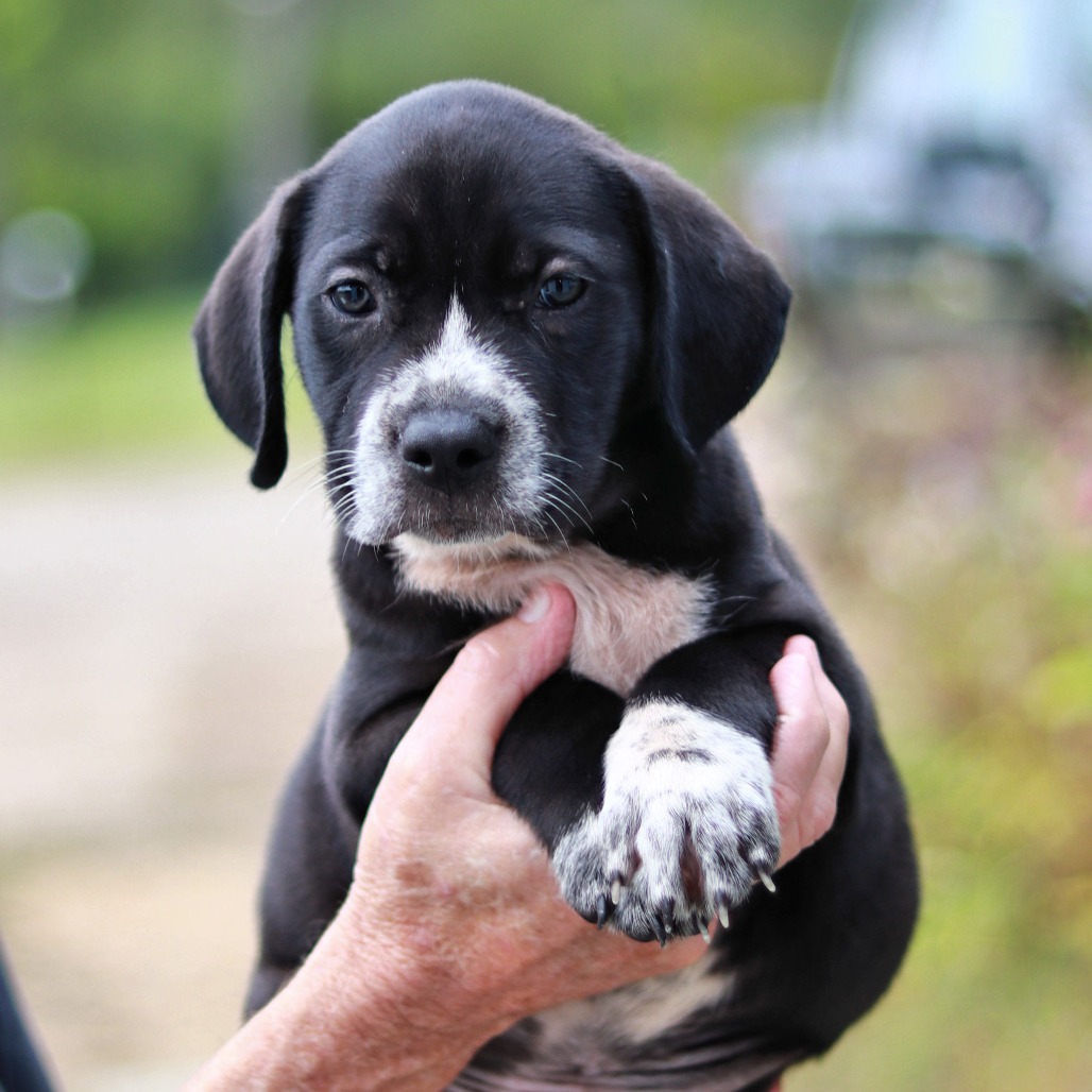 NY Coop (Foster in Carmel NY)