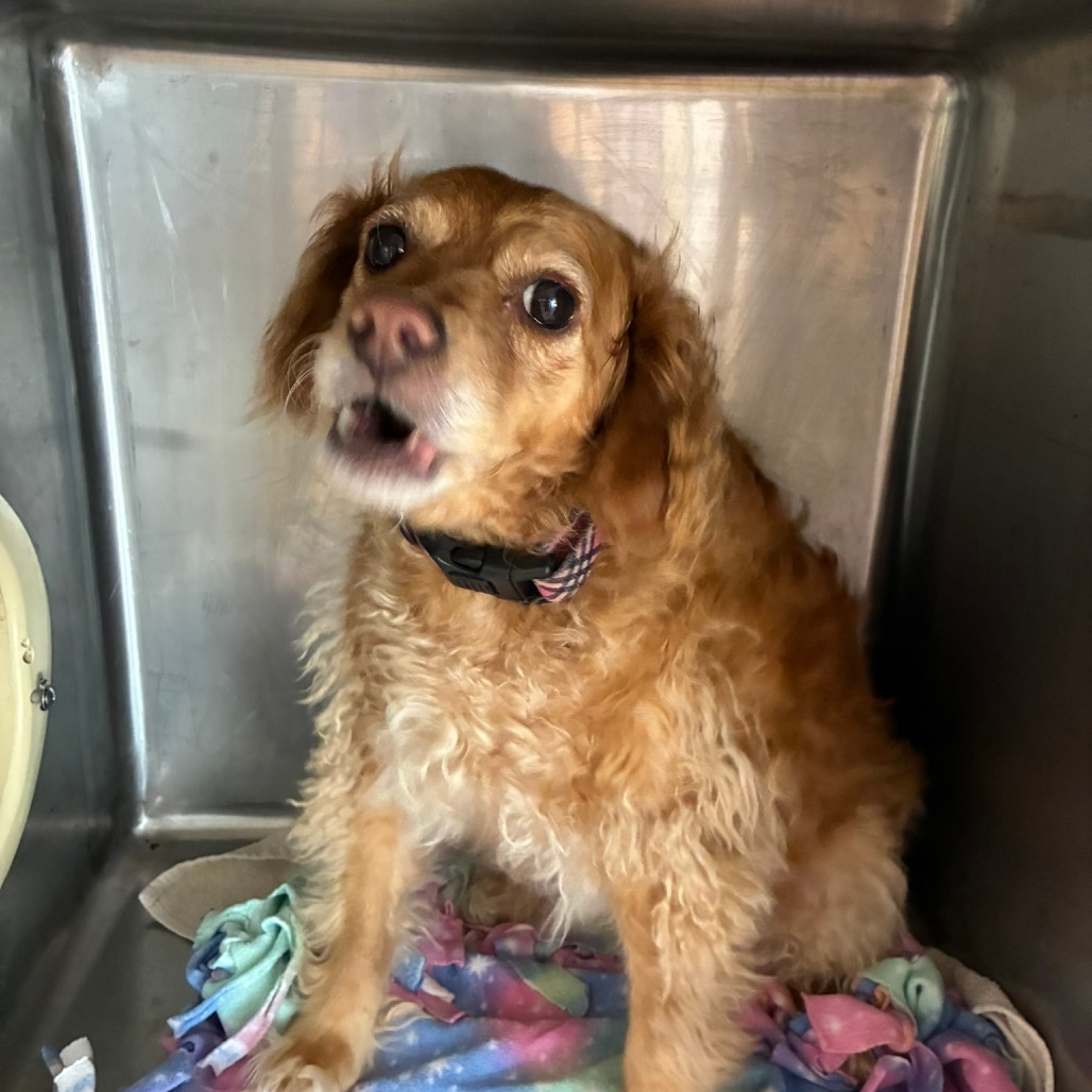 American Cocker Spaniel