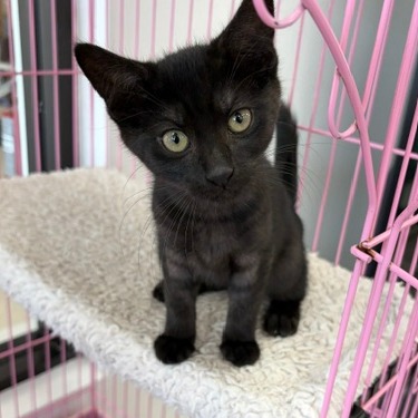 DILL - Domestic Shorthair available for adoption