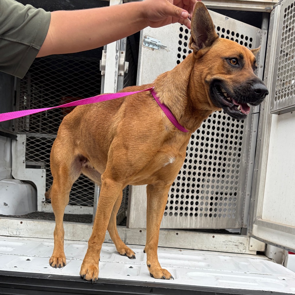 OOLA - Shepherd available for adoption