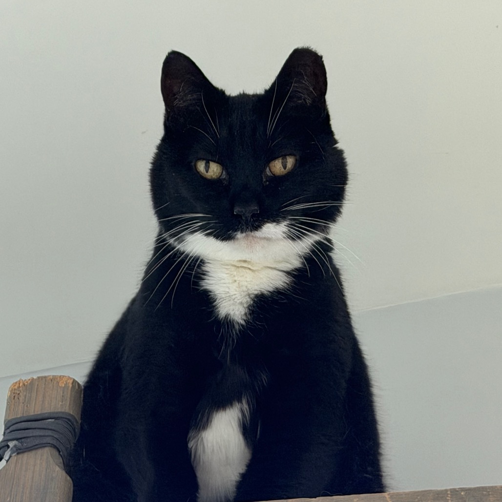 BOOTS - Domestic Shorthair available for adoption