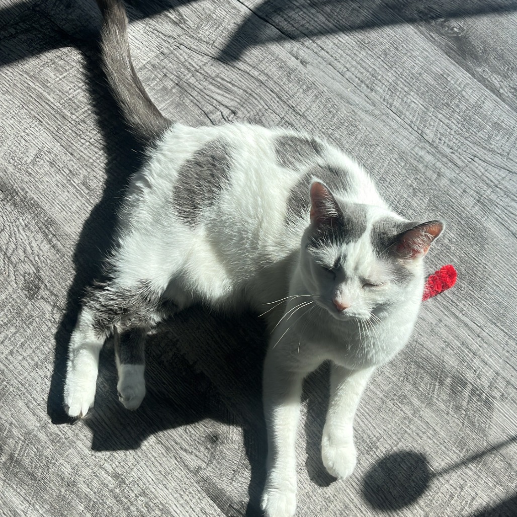 Fawn--In Foster, photo 12