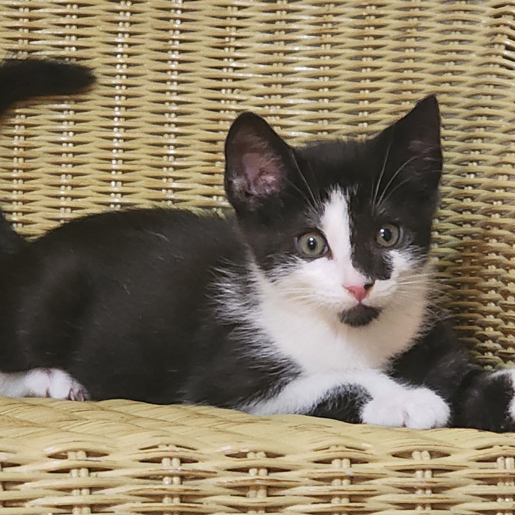 WATSON - Domestic Shorthair available for adoption
