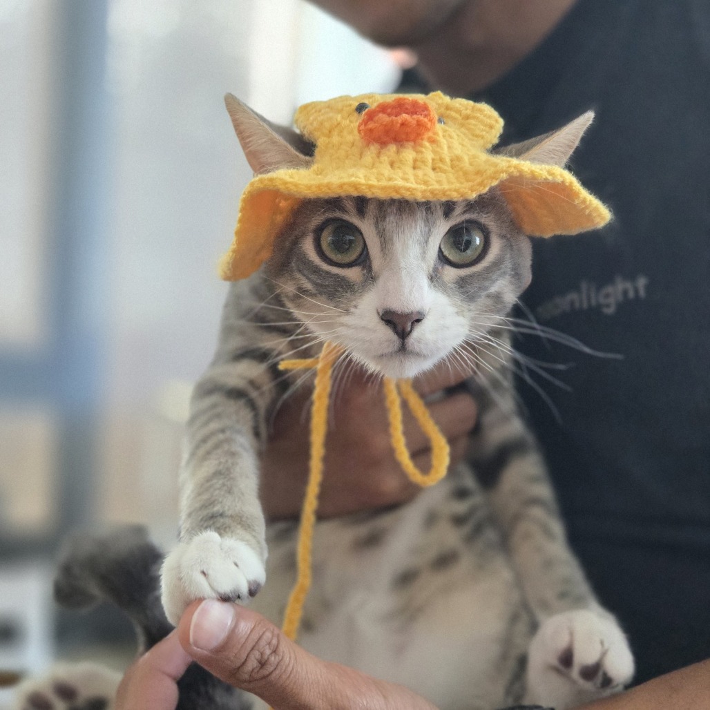 Animal named Cowboy