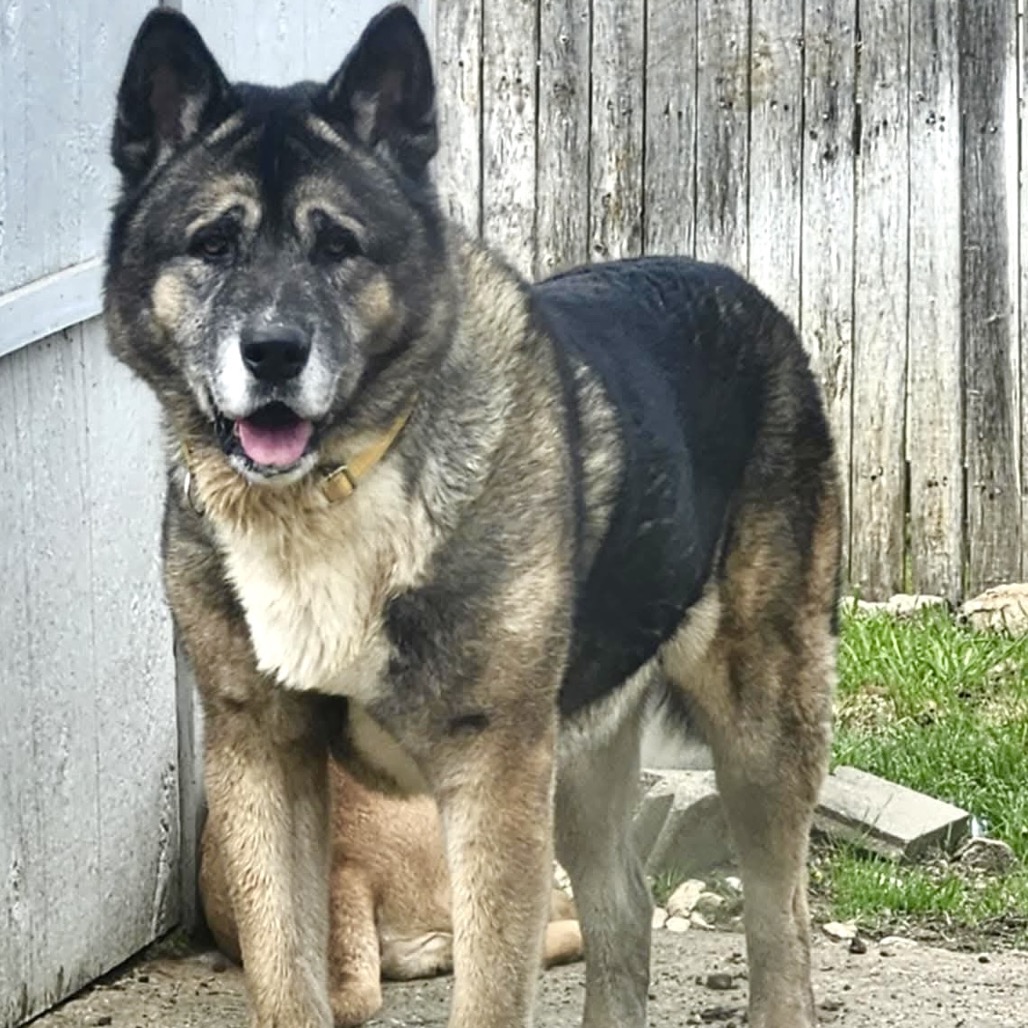 Photo of Moose