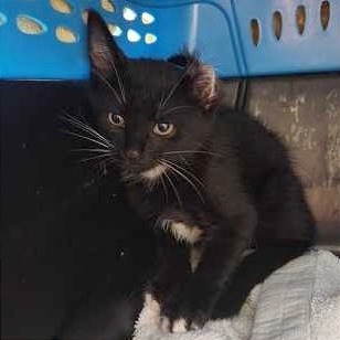 GODZILLA! - Domestic Shorthair available for adoption